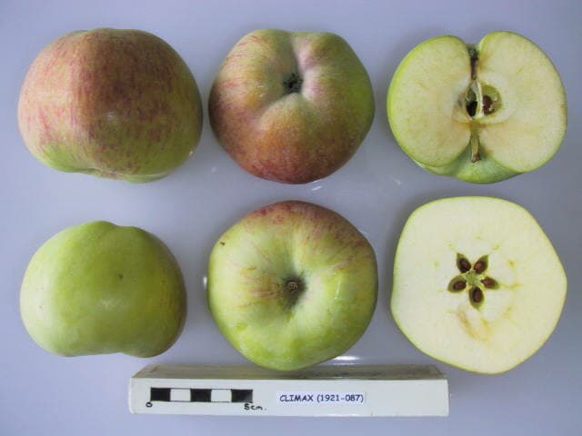 Climax apple