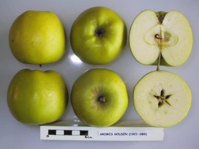 Grimes Golden apple