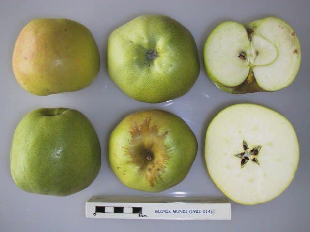 Gloria Mundi apple