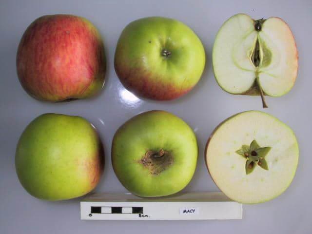 Macy apple