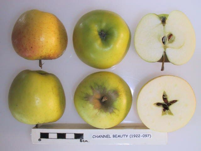 Channel Beauty apple