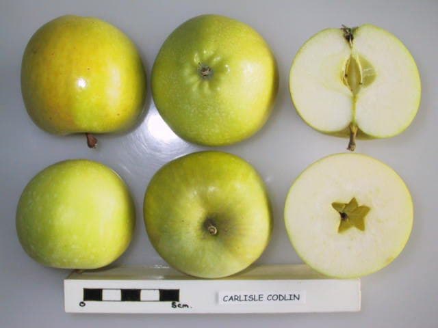 Carlisle Codlin (of Bultitude) apple