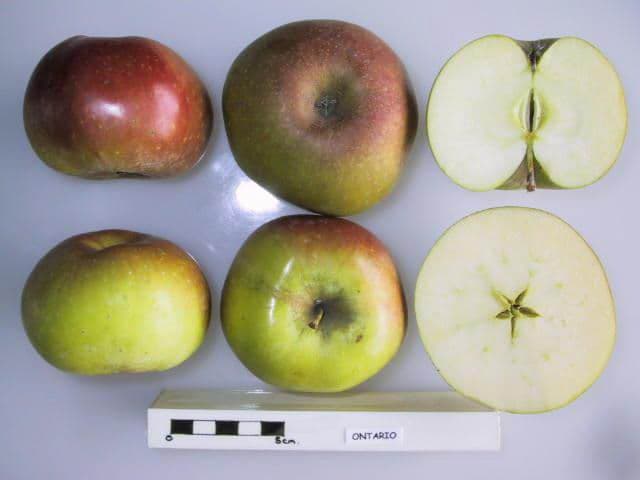 Ontario apple