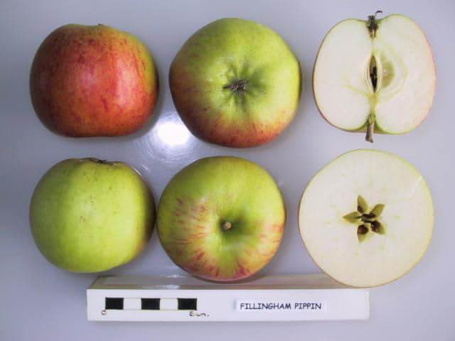 Fillingham Pippin apple