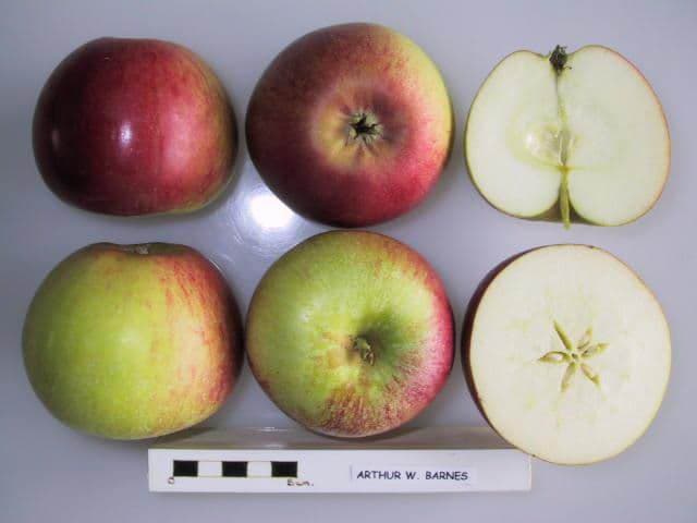 Arthur W. Barnes apple