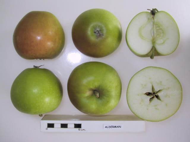 Alderman apple