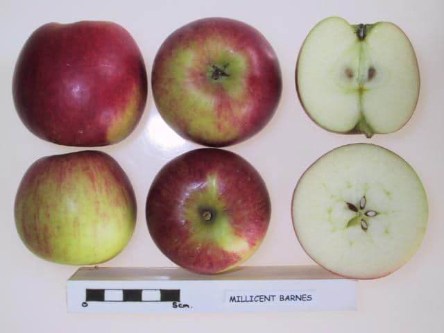 Millicent Barnes apple