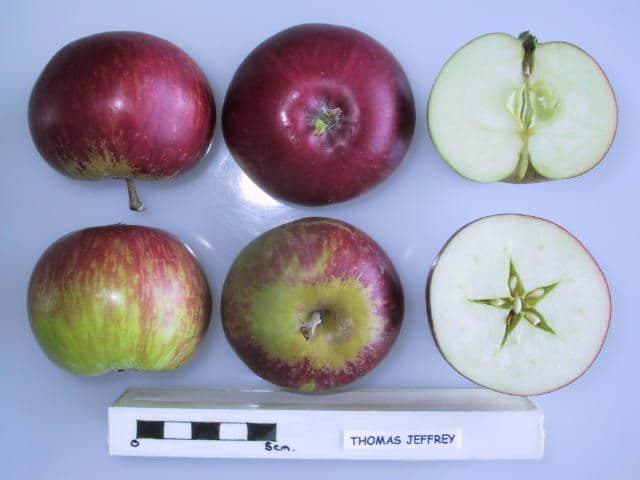 Thomas Jeffrey apple