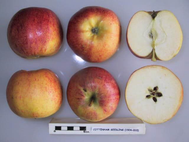 Cottenham Seedling apple