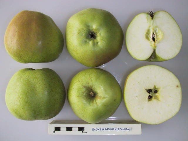 Eady's Magnum apple
