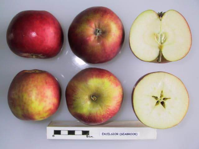 Excelsior apple