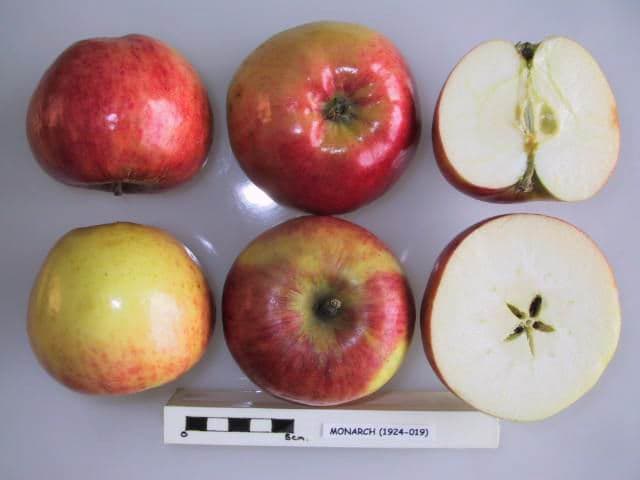 Monarch apple