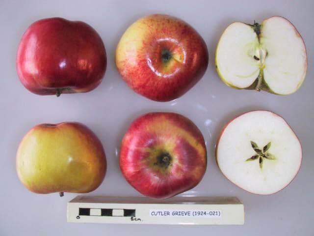 Cutler Grieve apple