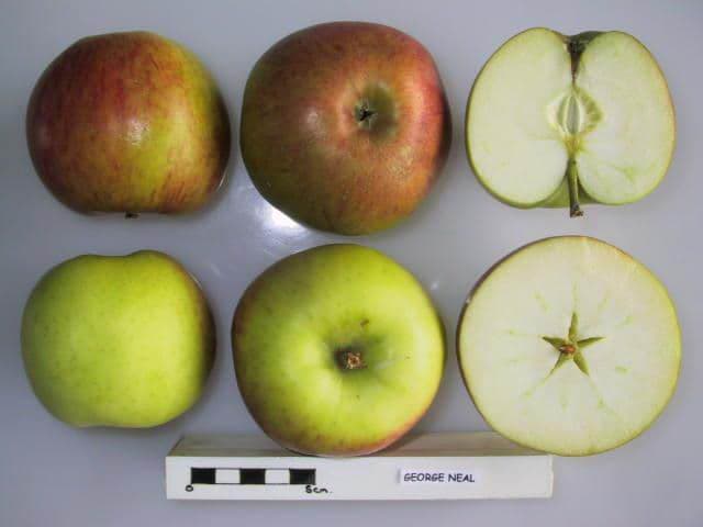 George Neal apple