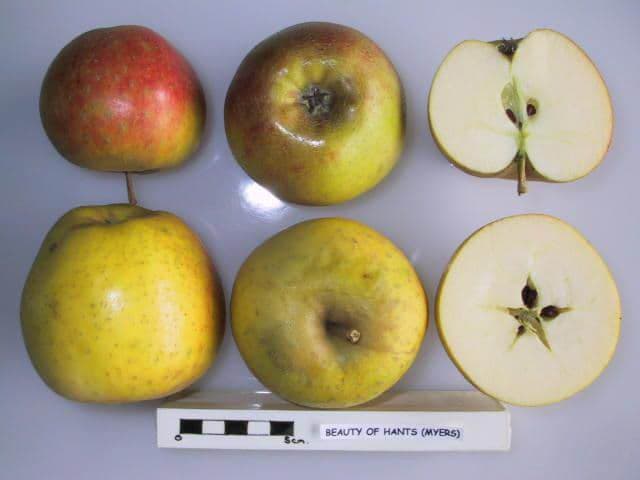 Beauty of Hants apple