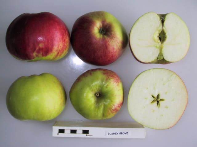 Bushey Grove apple