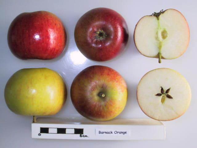 Barnack Orange apple