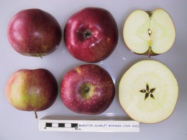 Marston Scarlet Wonder apple