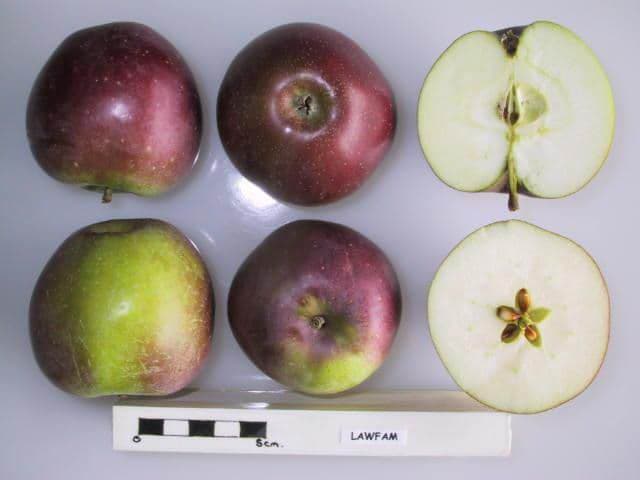 Lawfam apple