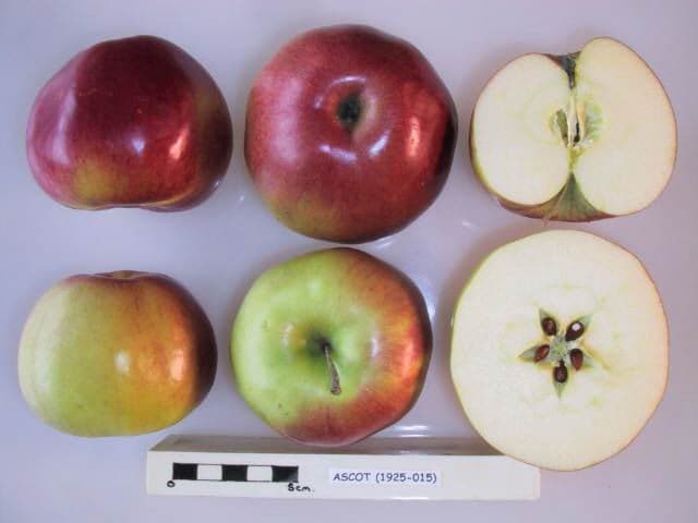 Ascot apple
