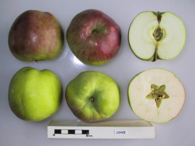 Joyce apple