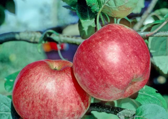 Pedro apple