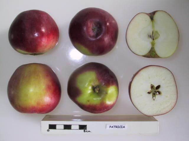 Patricia apple