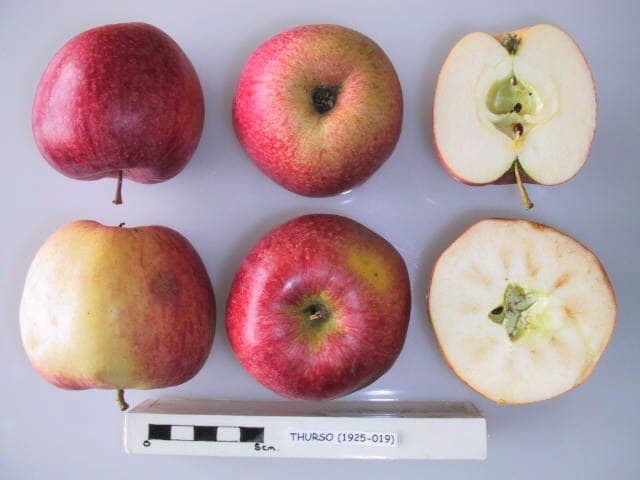 Thurso apple