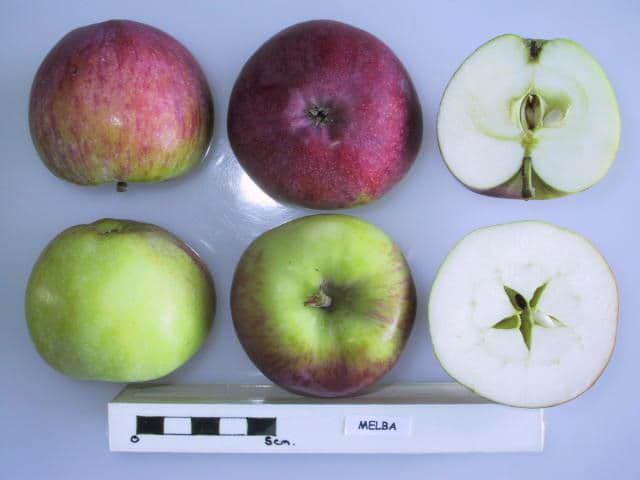 Melba apple