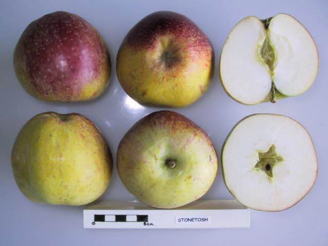 Stonetosh apple
