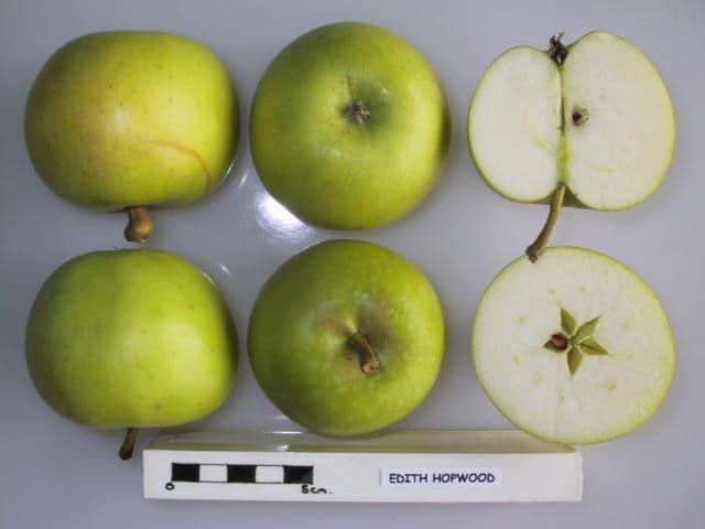 Edith Hopwood apple