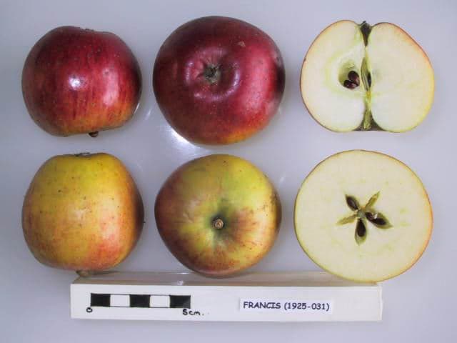 Francis (Thorrington) apple