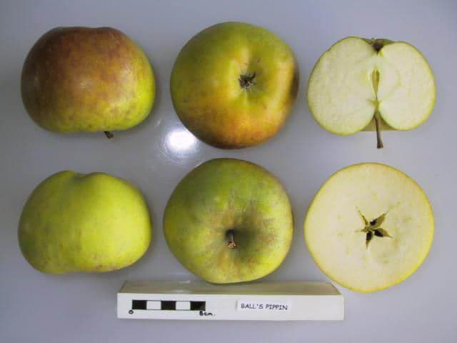 Ball's Pippin apple