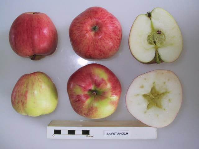 Savstaholm apple