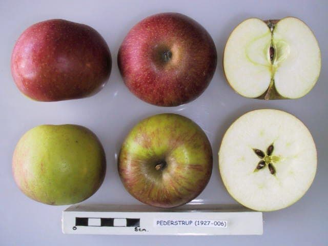 Pederstrup apple