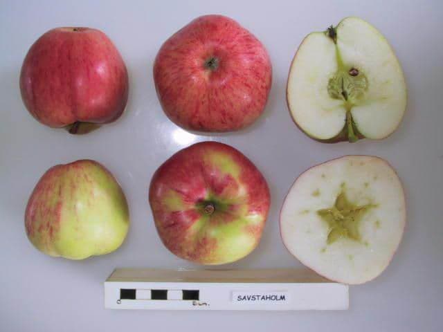P.J. Bergius apple