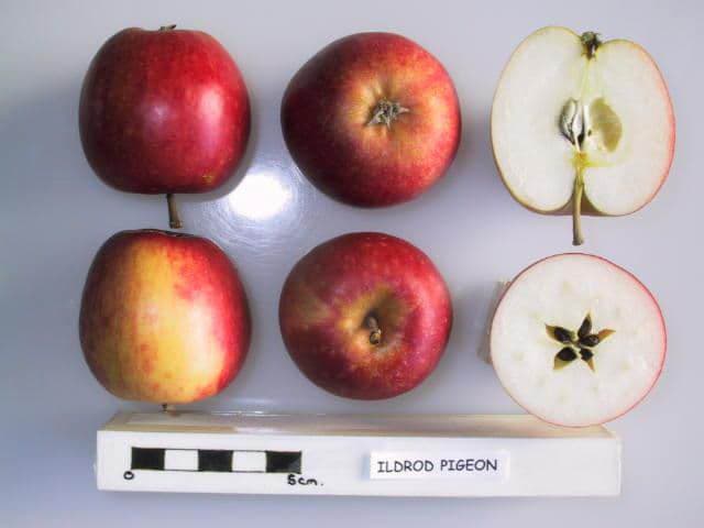 Ildrod Pigeon apple