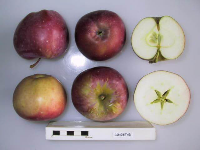 Ringstad apple
