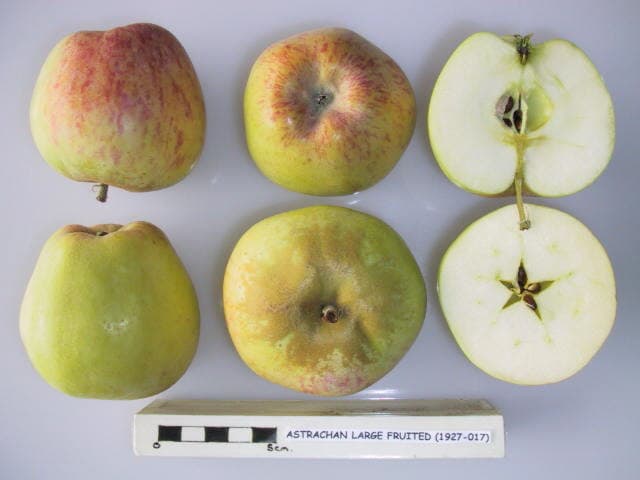 Astrachan Large Fruited apple