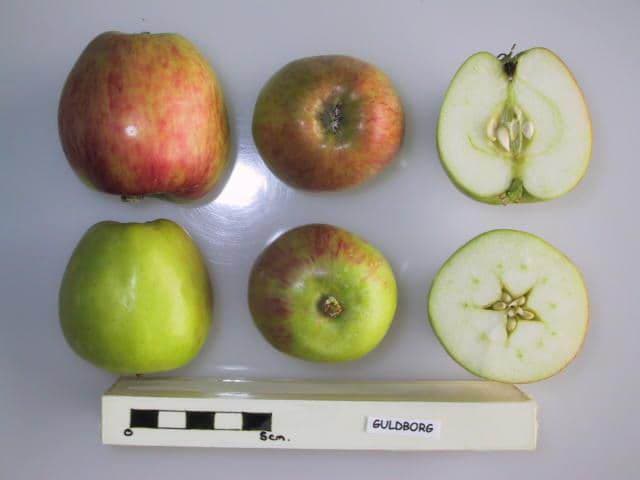 Guldborg apple