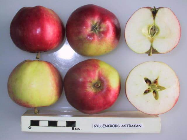 Gyllenkroks Astrakan apple