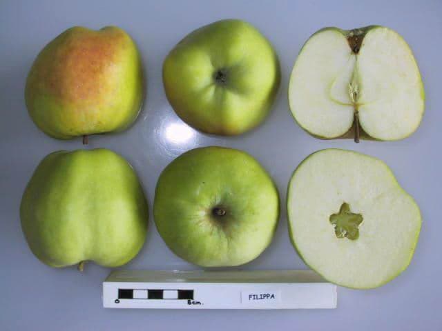 Filippa apple