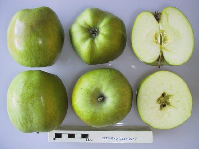 Catshead apple
