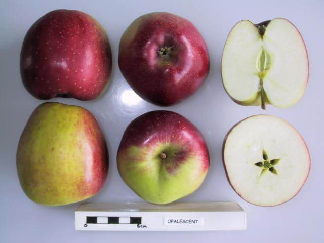 Opalescent apple