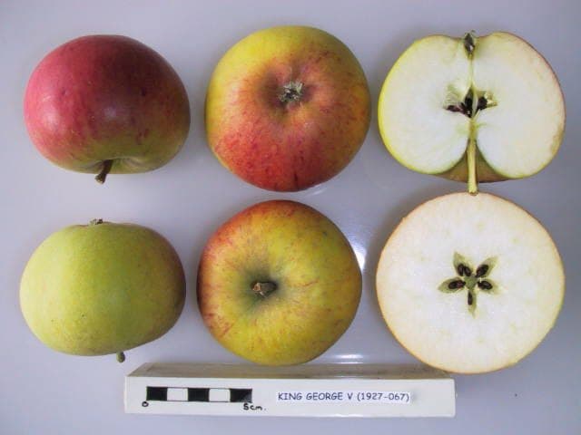 King George V apple