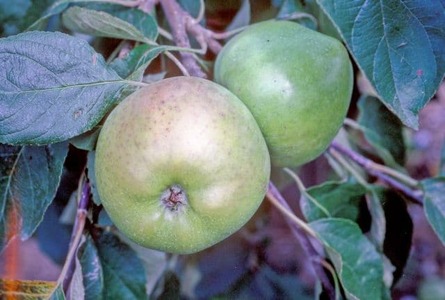 Sowman's Seedling apple