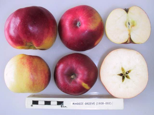 Maggie Grieve apple