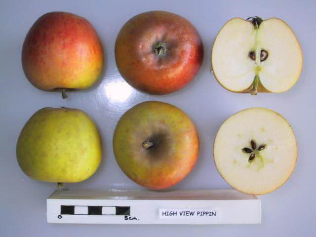 High View Pippin apple