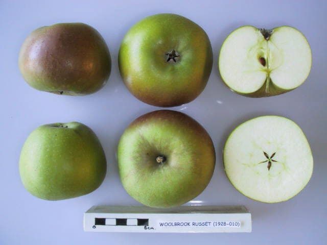 Woolbrook Russet apple