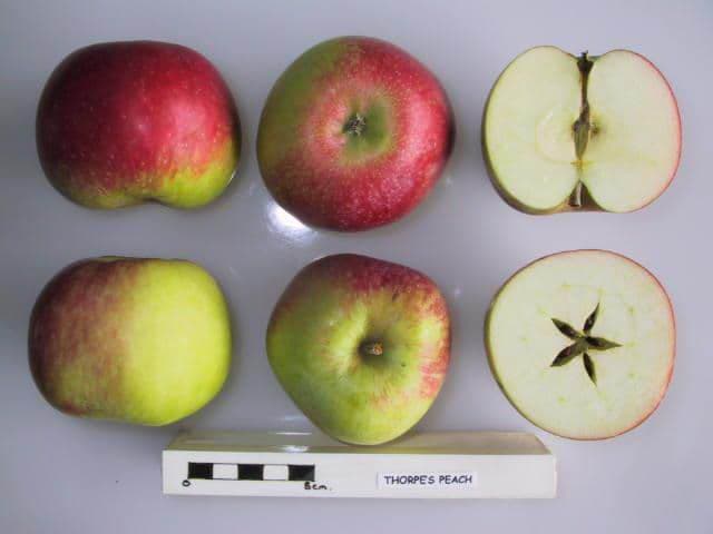 Thorpe's Peach apple